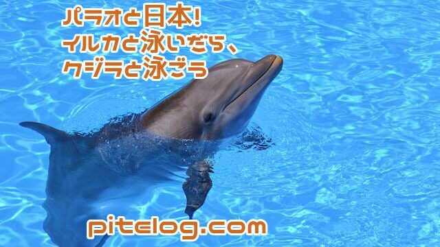 パラオと日本！イルカと泳いだら、クジラと泳ごう