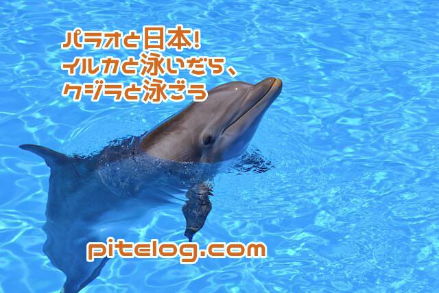 パラオと日本！イルカと泳いだら、クジラと泳ごう