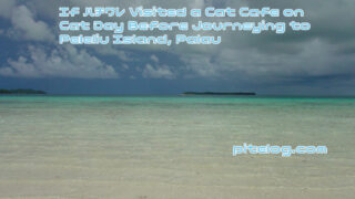 ハチワレ　猫の日　パラオ　ペリリュー島　旅