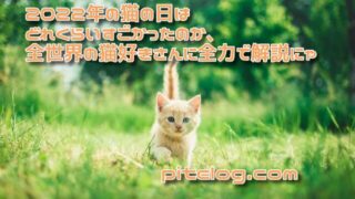 2022年の猫の日はどれくらいすごかったのか全世界の猫好きさんに全力で解説