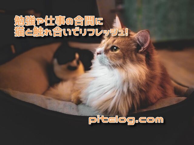 勉強や仕事の合間に猫と触れ合うことや猫の動画を見ることでリフレッシュ